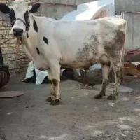 گاو ۵ ماه آبستن و گوساله ماده سیمینتال مالچه