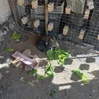 دوتاخرگوش سرحال رام شده میفروشم