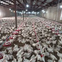 فروش مرغداری4200 متری با امکانات تمام اتومات