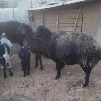 ۲۲راس شیشک سیاه کبود عشقی ابستن سنگین جفتی ۴۰