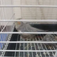 عروس هلندی|پرنده|تهران, جوادیه تهرانپارس|دیوار