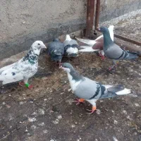 کبوتر های پرشی سالم