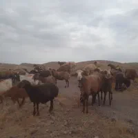 میش داشتی
