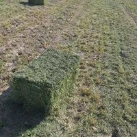 یونجه|عمده‌فروشی|صدرا-فارس, فاز ۲|دیوار