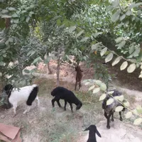 فروش ۳ عدد بز