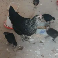 مرغ مرندی با جوجه