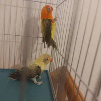 کوتوله برزیلی