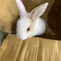 خرگوش بانمک