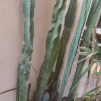 کاکتوس|گل و گیاه طبیعی|بندر کنگان, |دیوار