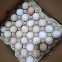 فروش عمده تخم مرغ ارگانیک|خوردنی و آشامیدنی|آمل, |دیوار