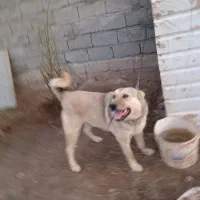 حیوان سالم تمیز