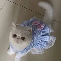 گربه جهت جفتگیری