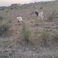 بز چاق و ابستن