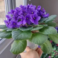 گل بنفشه آفریقای