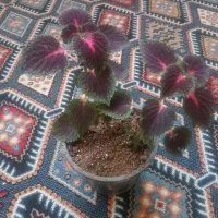 گل طبیعی آپارتمانی|گل و گیاه طبیعی|خمینیشهر, |دیوار