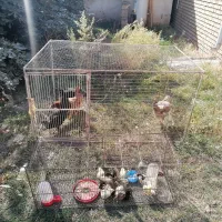 قفس مرغ و جوجه|لوازم جانبی حیوانات|گنبد کاووس, |دیوار