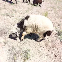 بره نر