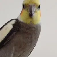 گمشده