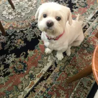 واگذاری سگ ماده شیتسو مالتیز