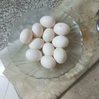 تخم کبوتر تازه
