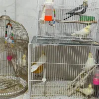 جوجه لوتینوچشم شرابی