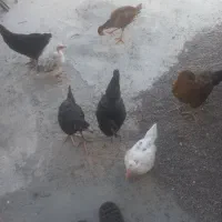 جوجه ۳ماهه