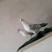 کفتر|پرنده|قم, انصارالحسین|دیوار