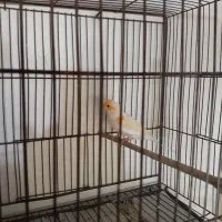 قناری موزاییکی اورجینال