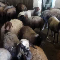 میش و بره|حیوانات مزرعه|نهاوند, |دیوار