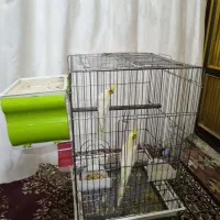 عروس هلندی شادگان|پرنده|شادگان, |دیوار