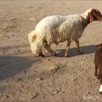 بره سنجابی