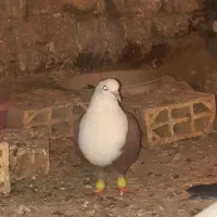 کفتر کلاغ سرخ و سرخ کاکلی معاوضه با قیچی و اره خوب