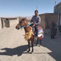 اسب نریان|اسب و تجهیزات اسب‌سواری|سبزوار, زینبیه|دیوار