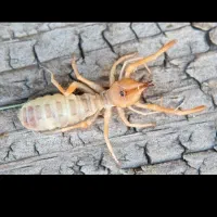 سمپاشی تضمینی|خدمات نظافت|ایلام, |دیوار