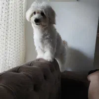 سگ نر یک و نیم ساله