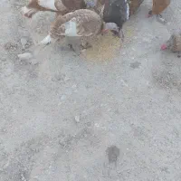 بوقلمون محلی