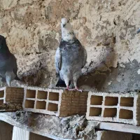 فروش انواع کبوتر یکجا|پرنده|اصفهان, کوی امیریه|دیوار