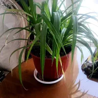 گل طبیعی پاندانوس ابلغ