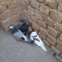 کفتر|پرنده|بافق, |دیوار