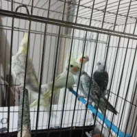 فروش عروس هلندی|پرنده|خوی, |دیوار