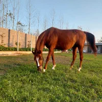 مادیان عرب پنج نشان