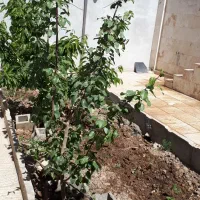 فروش فوری ویلایی شیک و تمیز در میقان|فروش خانه و ویلا|شاهرود, |دیوار