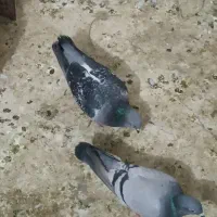 کبوتر پلاکی