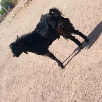 رودبار جنوب چاحسن