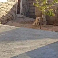 پاکوتا خانگی|سگ|کشاورز, |دیوار