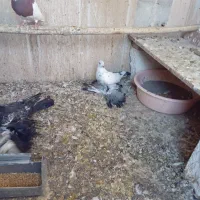 کبوتر توحلی|پرنده|آذرشهر, |دیوار