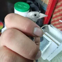 سهره جوجه نر