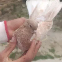 گرگی
