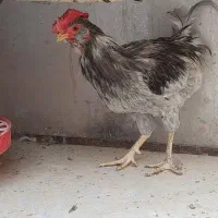 خروس گلین بدون غلط|حیوانات مزرعه|کهریزک, |دیوار