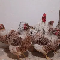 تخم مرغ ویاندوت